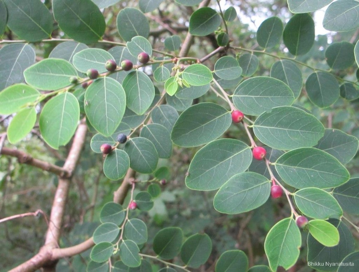 Breynia vitis-idaea (Burm.f.) C.E.C.Fisch.